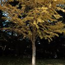 가족나무 | 제주대학교 가족스냅 촬영 후기 — 은행나무 가을빛을 담다