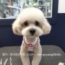멍이랑냥이랑 네이버블로그