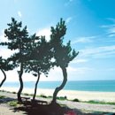 낭만가도 이미지