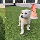 창대사료 | 강동구 강아지무료분양 시설도 좋고 깨끗한