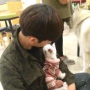 퍼펫 애견카페 이미지