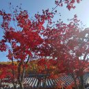 가을을 머금은 색감을 느낄 수 있는 11월의 숲 이미지