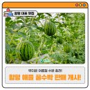 함평치킨팜영농조합법인 | [함평 여름 과일 추천] 무더운 여름철 수분 충전!함평 애플 꿀수박 판매 개시!