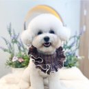 아꼬아 펫 살롱 이미지