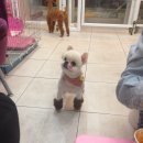 뽀뽀애견 이미지