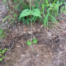 산약초와 산행 이미지