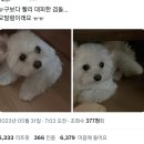 재난문자 오발령 관련 트위터 웃안웃 캡쳐 모음.twt 이미지