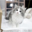 아담스펫 강아지분양 고양이분양 강남점 이미지