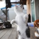 뽀시래기 이미지