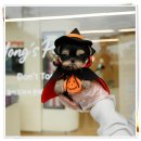 퍼피메이트 안심분양센터 동탄 강아지분양 | 인천강아지입양 신뢰받는 홍스퍼피(feat.서울,동탄,안산)