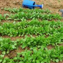 순조농장 이미지