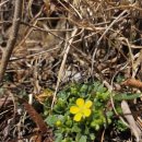 양지꽃펜션 이미지