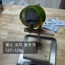브리더스 퀄리티 | 앵무새 꼬미의 자해 치료기 ③ 체중감소 / 이유식 / 나음동물의료센터