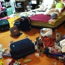 탤런트 독 스쿨 이미지