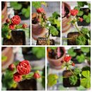 지니메드 이미지