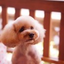 펫살롱모우 이미지