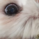 신일산동물병원 이미지