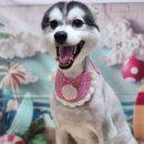 꿈꾸는강아지 이미지