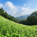 메밀꽃 화장실 이미지