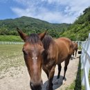 구유목장 이미지