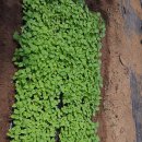 호성농장 이미지