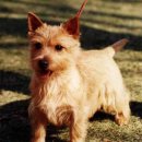 노리치 테리어(Norwich Terrier) 이미지