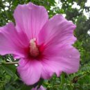 2014.10.27. 항소장각하명령등본 송달 "구제방법,, 은 없읍니까 알려 주십시요 간절히 소망합니다, 이미지