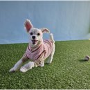 리치펫하우스 이미지