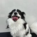 그루머솔 이미지