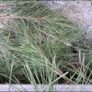 솔잎농장 이미지