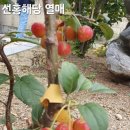 선홍농장 이미지