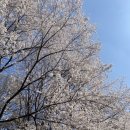 리버티 더 테이블 | [카페리버티 더테이블 산본점] 산본에 분위기 좋은 맛집 추천
