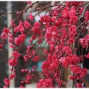 송지시장 이미지