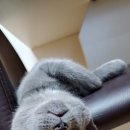 꿈꾸는 고양이 이미지