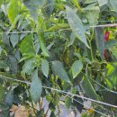 기계초등학교 | 올해 2023년도 국산 고추가루 1kg 가격 시세는 얼마일까요?