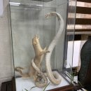 새보건약국 이미지