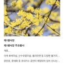 주읍리산수유꽃마을 이미지