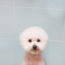 뽀샤시 펫살롱 이미지