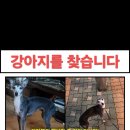 이탈리안 그레이하운드 강아지 찾습니다 이미지