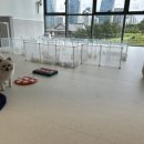 유앤퍼피 이미지