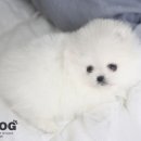 고려애견샵 이미지