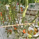 개량농장 이미지