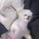 펫-오션 이미지