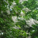 올림픽밸리 이미지