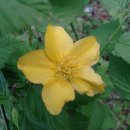 황매화(Kerria japonica)와 죽단화 이미지