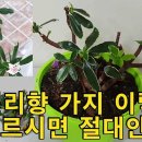천리향 이미지