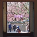 창덕궁 봄꽃 명소 홍매화 삼삼와 성정각 위치 낙선재 주변 후기