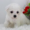 강아지,반하다 이미지