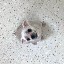 하이파이브 독스 이미지