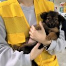 물만난 강아지 | 반려마루 화성 강아지 봉사 후기-2025년 3월